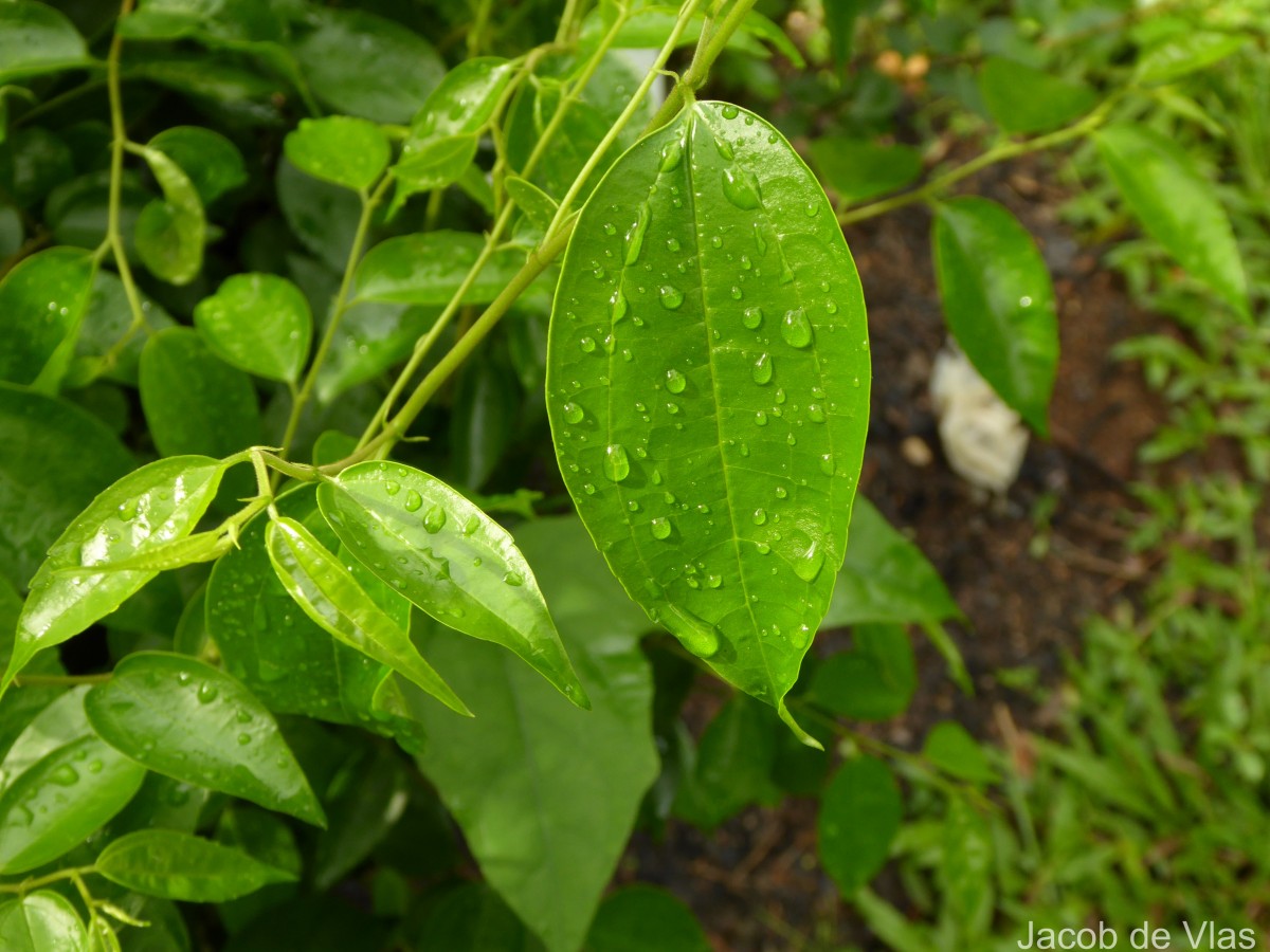 Celtis timorensis Span.